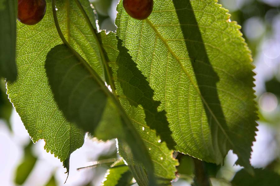 nachhaltigkeit sbh hotels resorts