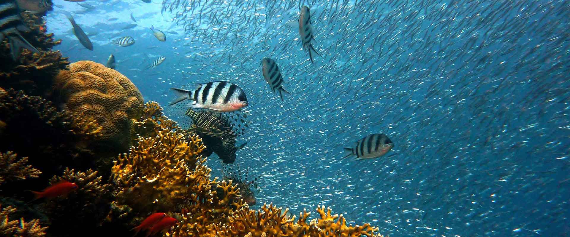 activities zanzibar sbh hotels resorts